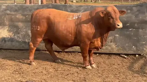 Bos Blanco BOS 233133