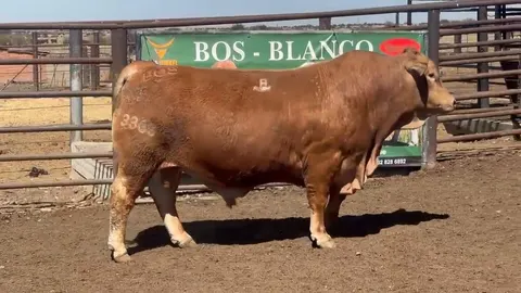 Bos Blanco BOS 233363