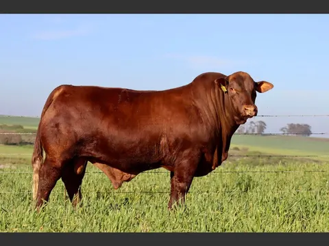 Kochbo KT 200008