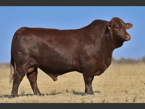 Valley-Venture VV 220183