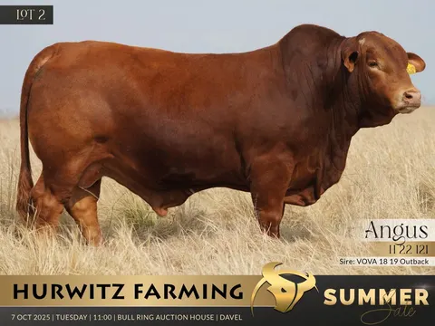 Hurwitz Droughtmaster H 220121
