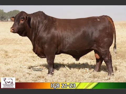 Sombrero IGB 210023