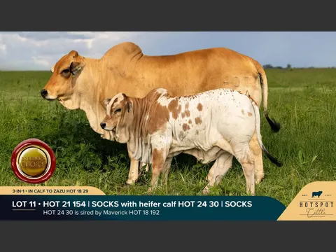 Hotspot Boran HOT 210154