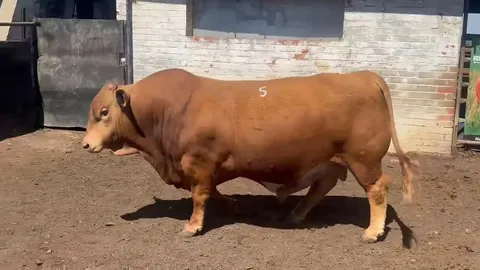 Bos Blanco BOS 233355