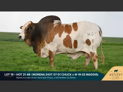 Hotspot Boran HOT 210048