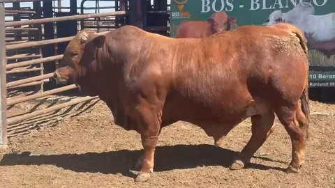 Bos Blanco BOS 233451