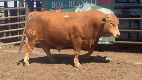 Bos Blanco BOS 233378